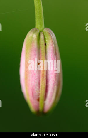 Lis martagon Lilium, turban, fleur, mauve, close-up Banque D'Images