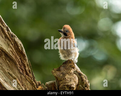 Jay juvénile représenté perché sur une vieille souche d'arbre en bois délabrées. 'Isolés contre un arrière-plan lumineux vert forêt' Banque D'Images