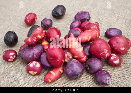 Variétés de pommes de terre lavées et traitées récoltés en Alaska. Banque D'Images