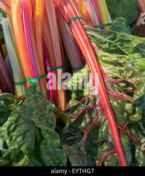 Arc-en-ciel Bio récoltés de blettes 'Beta vulgaris'. Banque D'Images