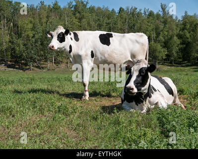 Deux vaches laitières Holstein en vert pâturage. Banque D'Images