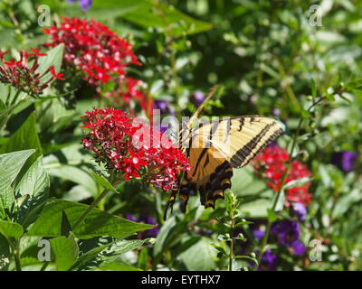 Deux-tailed Swallowtail Butterfly Banque D'Images