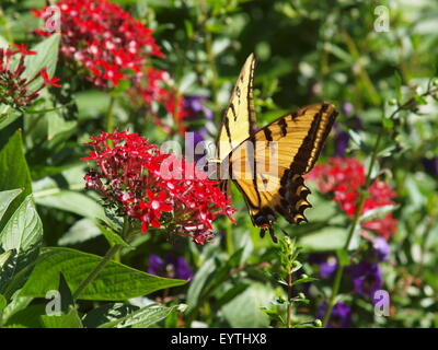 Deux-tailed Swallowtail Butterfly Banque D'Images