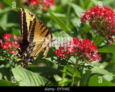 Deux-tailed Swallowtail Butterfly Banque D'Images