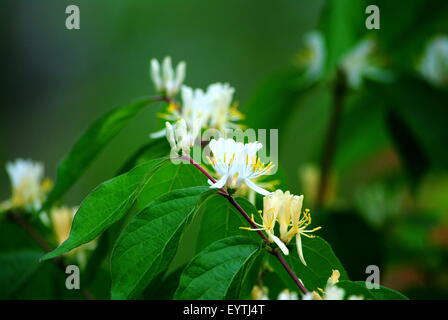 Affichage floral, sur la branche, d'une brousse sauvage. Banque D'Images