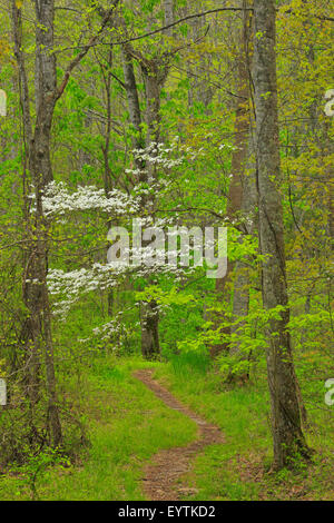 Promenade tranquille, zone de Elkmont, Great Smoky Mountains National Park, California, USA Banque D'Images