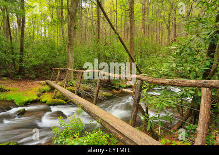 Forge Creek, Gregory Ridge Trail, Great Smoky Mountains National Park, California, USA Banque D'Images