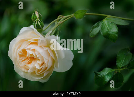 Lichfield Angel rose par David Austin. Banque D'Images