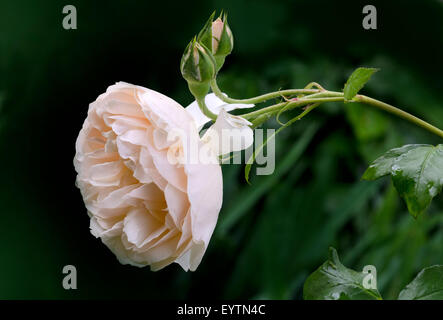 Lichfield Angel rose par David Austin. Banque D'Images