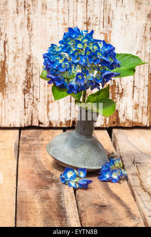 Hortensia bleu, de la tuyère d'un arrosoir comme d'un vase en bois, sous-sol, Banque D'Images