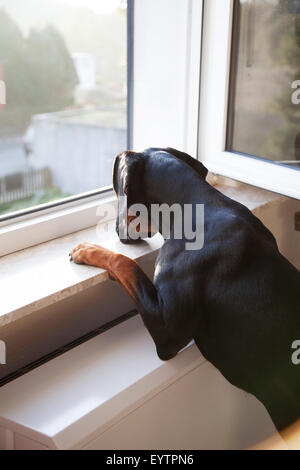 Polish Bracke, chien noir, fenêtre Banque D'Images