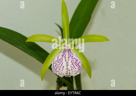 Brassolaeliocattleya binosa Orchid, jardins botaniques, Rio de Janeiro, Brésil Banque D'Images