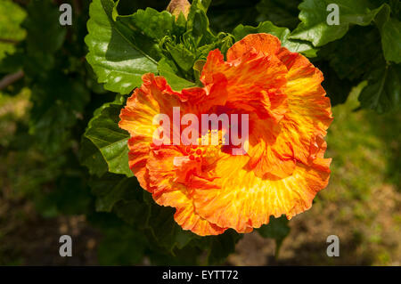 Hibiscus rosa-sinensis dans Jardin Hidalgo, Tlaquepaque, Mexique Banque D'Images