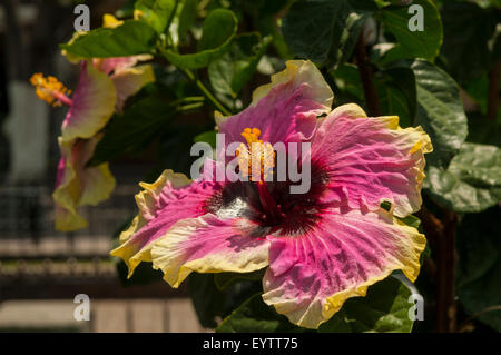 Hibiscus rosa-sinensis dans Jardin Hidalgo, Tlaquepaque, Mexique Banque D'Images