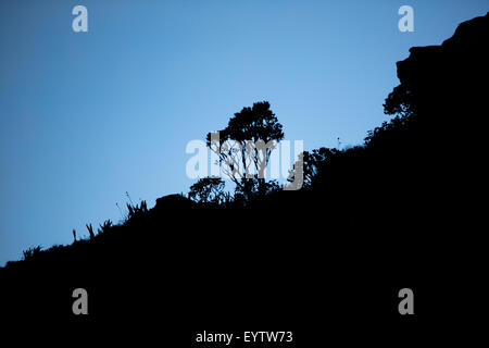 Les plantes endémiques de rétro-éclairé et de la végétation sur le dessus du Roraima Tepui, Gran Sabana. Venezuela 2015. Banque D'Images