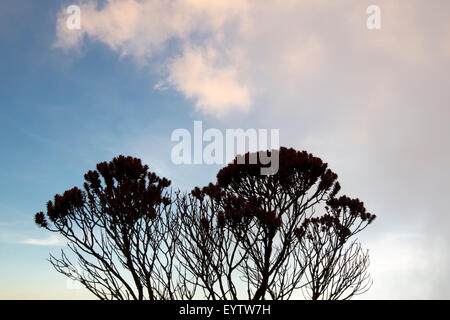 Les plantes endémiques de rétro-éclairé et de la végétation sur le dessus du Roraima Tepui, Gran Sabana. Venezuela 2015. Banque D'Images