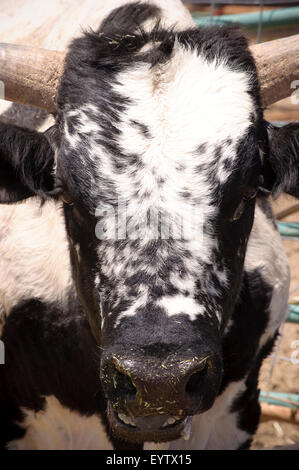 Manger de la vache Bull Banque D'Images