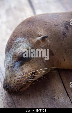 Sea lion endormi sur le plancher en bois dans le port de Puerto Ayora. Îles Galápagos en 2015. Banque D'Images