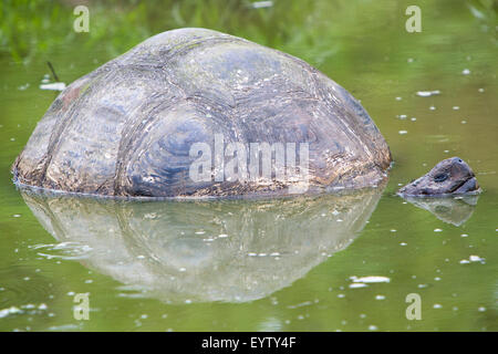 Tortue terrestre des Galapagos géant, se reposant dans El chato Tortue réserver. Îles Galápagos en 2015. Banque D'Images