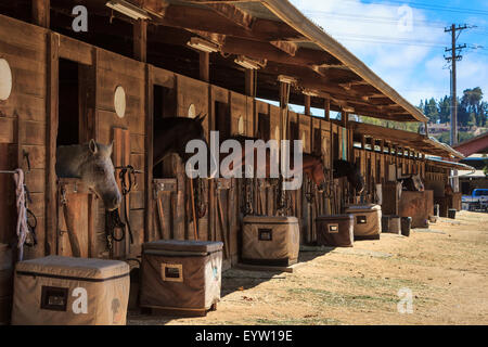 Brown bay horse groupe voir le stable dans une grange Banque D'Images