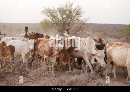 Les taureaux sont alignés pour l'Hamer Bull Jumping Cérémonie, Turmi, au sud de la vallée de l'Omo, Ethiopie Banque D'Images