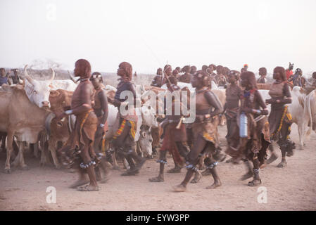 Les taureaux sont alignés pour l'Hamer Bull Jumping Cérémonie, Turmi, au sud de la vallée de l'Omo, Ethiopie Banque D'Images