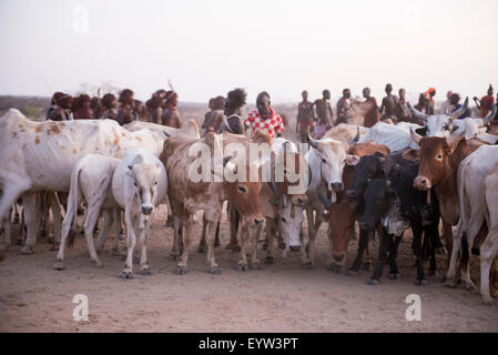 Les taureaux sont alignés pour l'Hamer Bull Jumping Cérémonie, Turmi, au sud de la vallée de l'Omo, Ethiopie Banque D'Images