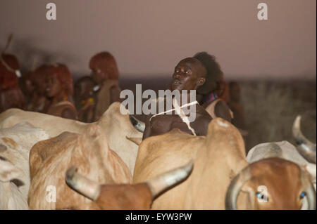 Les taureaux sont alignés pour l'Hamer Bull Jumping Cérémonie, Turmi, au sud de la vallée de l'Omo, Ethiopie Banque D'Images