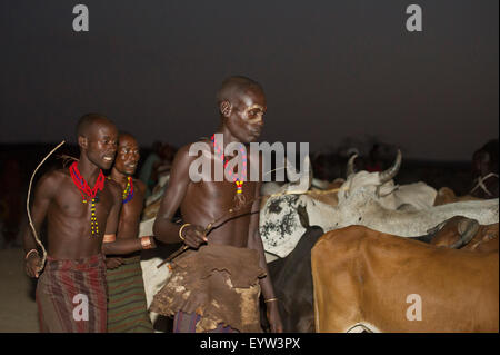 Les taureaux sont alignés pour l'Hamer Bull Jumping Cérémonie, Turmi, au sud de la vallée de l'Omo, Ethiopie Banque D'Images