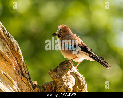 Eurasian Jay représenté perché sur une vieille souche d'arbre en bois délabrées, baigné de soleil en début de soirée. Surveying surroundings. Banque D'Images