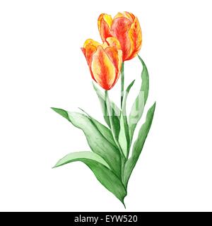 Aquarelle peinte à la main de fleurs de printemps isolé sur fond blanc Banque D'Images
