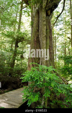Vieux grand conifère de croissance sur un sentier à travers la forêt pluviale tempérée côtière dans la région de Tofino sur l'île de Vancouver, BC, Canada Banque D'Images