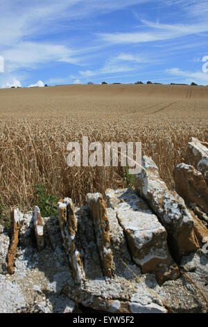 Champ de blé en été, près de plage de Chesil, Dorset, Angleterre Banque D'Images