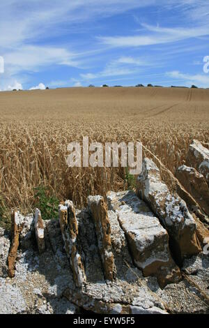 Champ de blé en été, près de plage de Chesil, Dorset, Angleterre Banque D'Images