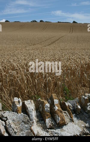 Champ de blé en été, près de plage de Chesil, Dorset, Angleterre Banque D'Images