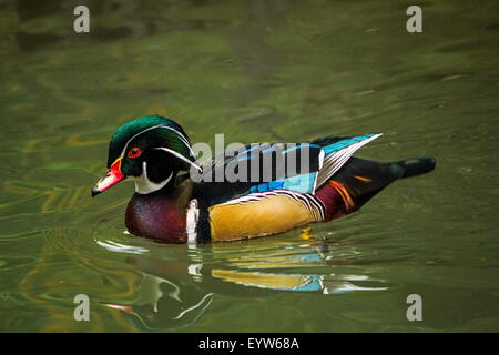 Le bois ou le canard, Caroline Aix sponsa flottant sur l'eau Banque D'Images