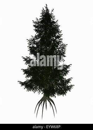 Colorado, bleu ou vert, épinette Picea pungens arbre isolé en fond blanc - 3D render Banque D'Images