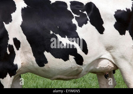 Côté de vache avec des taches noires sur blanc cacher en pré vert Banque D'Images