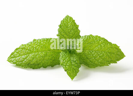 Feuilles de menthe fraîche sur fond blanc Banque D'Images