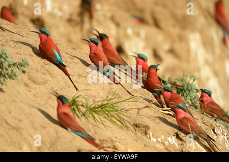 Le sud de Carmine Guêpiers (Merops nubicoides), au mur de reproduction, sur la rive escarpée de la Rivière Luangwa Banque D'Images