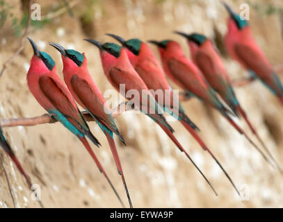 Le sud de Carmine Guêpiers (Merops nubicoides), au mur de reproduction, sur la rive escarpée de la Rivière Luangwa Banque D'Images