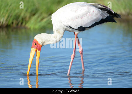 Yellow-billed stork (Mycteria ibis), l'alimentation avec un bec ouvert, le parc national de South Luangwa, en Zambie Banque D'Images