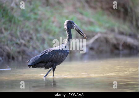 Asian Openbill Anastomus (oscitante) pataugeant dans l'eau peu profonde, Lower Zambezi National Park, Zambie Banque D'Images