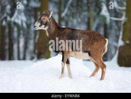 Mouflon (Ovis ammon musimon), femme debout dans la neige, captive, Saxe, Allemagne Banque D'Images