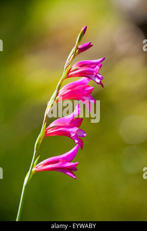 Glaïeul des marais (Gladiolus palustris), la floraison, la Thuringe, Allemagne Banque D'Images