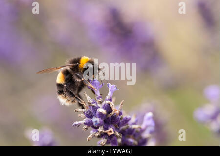 Cachée parmi les masses de petits bouquets de fleurs de lavande pourpre le buff le bourdon travailleur occupé à la collecte du pollen Banque D'Images