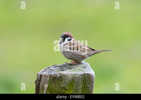 Moineau friquet (passer montanus) posés sur des post, Hesse du Nord, Hesse, Allemagne Banque D'Images