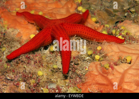 Bon Starfish (Hacelia attenuata) sur éponge orange encroûtantes(Spirastrella cunctratrix), Corfou, îles Ioniennes, Grèce Banque D'Images