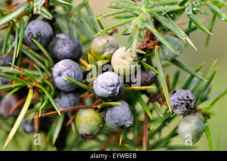 Le genévrier commun (Juniperus communis) avec maturité et en forme de petits fruits pas mûrs cônes, Rhénanie du Nord-Westphalie, Allemagne Banque D'Images