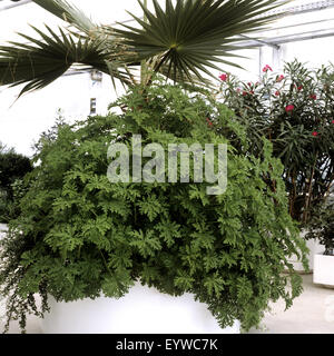 Rosengeranie ; Pelargonium graveolens Banque D'Images